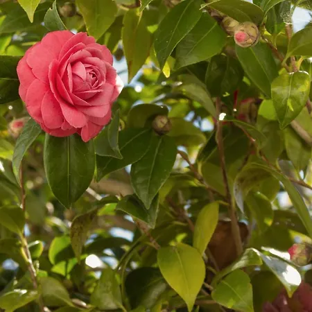 Casa Rustica * Serra do Bouro